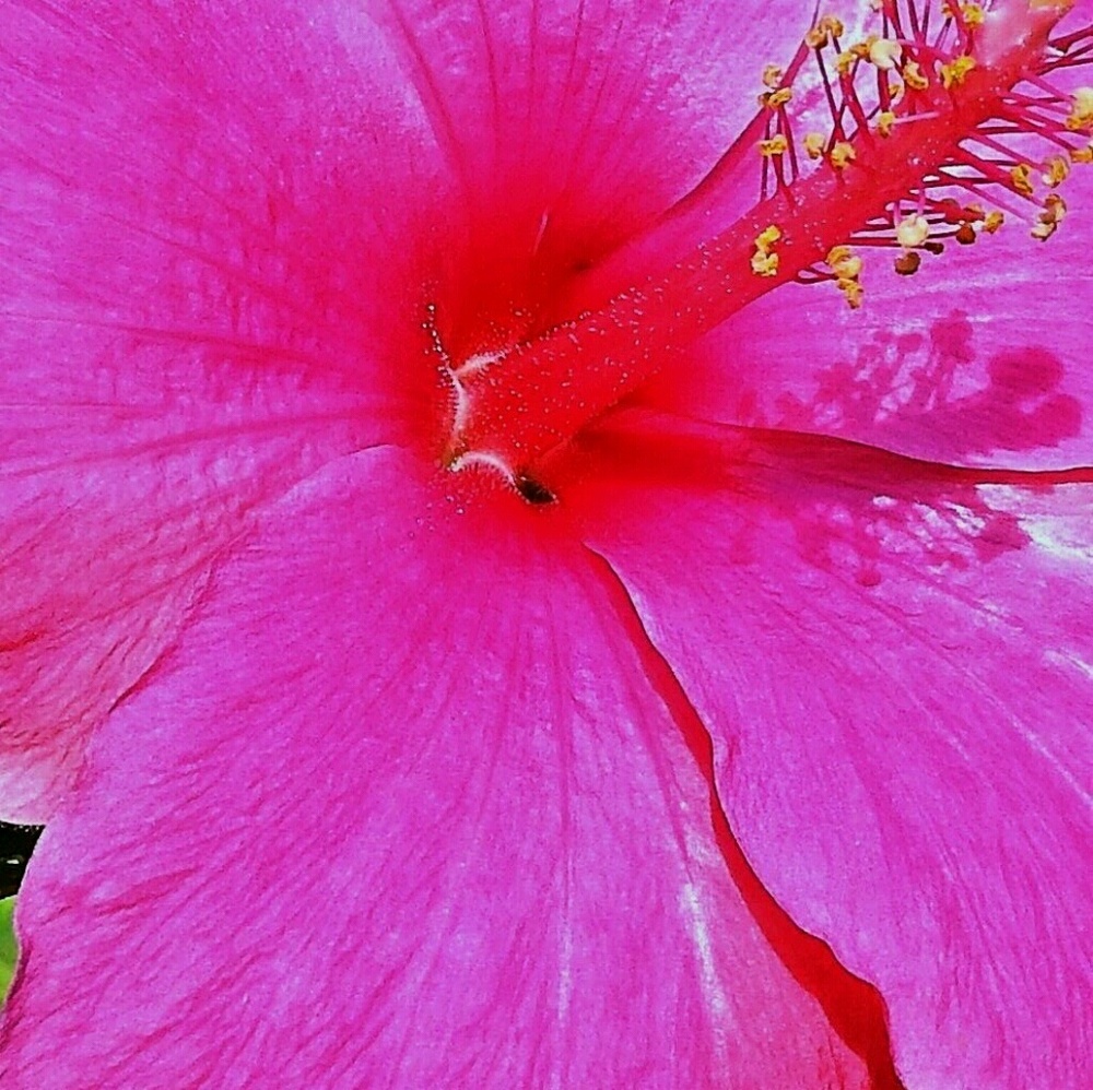 Meet your Posher, Susan